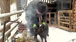 Жизнь в лесной землянке с диким кабаном | Обустройство приюта для ночлега | бушкрафт | bushcraft.