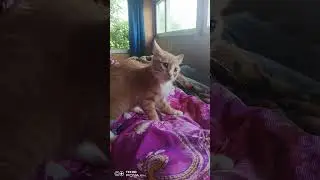 Развлекуха в 5 утра😁 #котенок #cat #catlover #kitten #cute #лето #edit #shorts