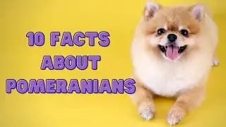 10 Facts You Must Know About Pomeranians