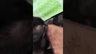 Love is love but she is ripping my skin #shorts #catlover #cats #catshorts  #catsfunnyvideos
