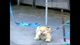 Dans les coulisses d'un cirque