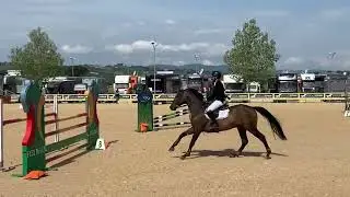 Fape Jacob TN , stallion 2014 by star Power x Verdi