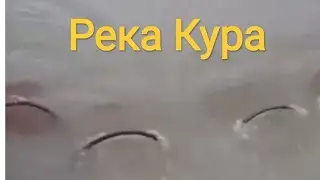 Устье реки Кура. Браконьеры истребляют всю рыбу. Каспийское море