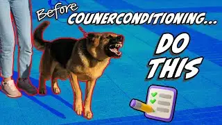 Training Reactive Dogs Requires More than Counterconditioning