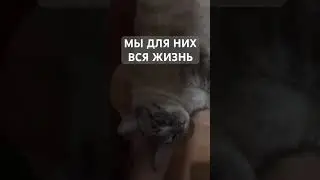 Домашние любимчики из найдёныша в любовь навсегда #кошкирулят