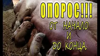 СУПЕР ОПОРОС 2023 ОТ НАЧАЛО И ДО КОНЦА!!!
