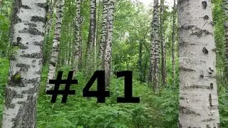 Березовая роща Алматы Ак-кайын Ак-каин как доехать маршрут| Қайың тоғай Birch Grove Almaty Ak-Kayyn