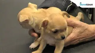 PopUpTv: De Dierenkliniek aflevering 3