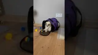 Котёнок первый день в новом доме