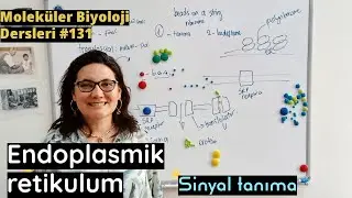 Endoplazmik retikulum -- sinyal tanıma peptidi -- serbest ribozomlar -- ER bağlı ribozomlar