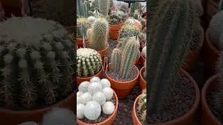 🌵Отдел для кактусов.