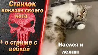 Станлок показал своего кота | Когда будет вебка | Немного о животных