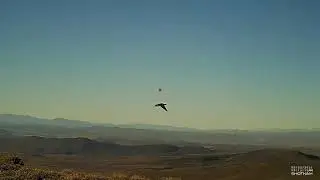 Sage-Grouse Hunting - GoPro and Shotkam II