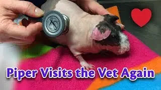 Piper Visits the Vet Again