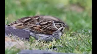 Bataklık Çintesi / Common Reed Bunting vahşi yaşam / doğa / wildlife / bosphorus / istanbul