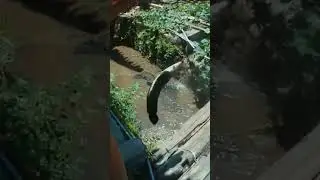 MANCING DI LUBANG KECIL DAPAT IKAN BESAR #ikan #ikanbesar #mancingmania #mancing