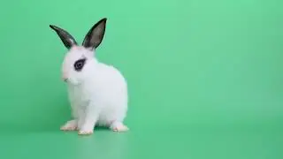 Rabbit on green screen video background - Kinemaster editing green screen video - Rabbit video
