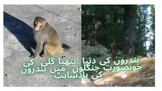 Monkeys at Natia Gali|Civil engineering site |Animal World