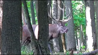 Гон оленей. Самцы готовятся к поединкам || The deer rut. The males prepare for battles