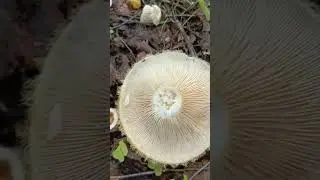 Груздь настоящий