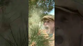 Pine Pollen, it's so good for you