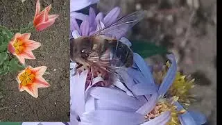 Полонез Огинского
