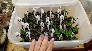 🌺Petunia cuttings from A to Z.🌺