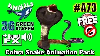 Cobra Snake Animation Pack Green Screen 3D