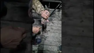 Опасные хищники на озере