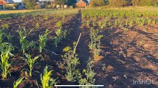 Огород на лінії фронту‼️😱 Що садять❓