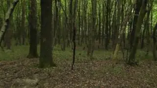 Mysterious Forest/Таинственный Лес
