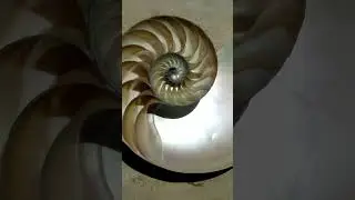 Золотое сечение в природе #математика