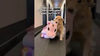 A reação da Chanel ganhando uma pelúcia gigante no Chile 🇨🇱 