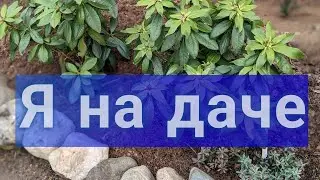 30 апреля 2024 г/Обзор сада/Камни для бордюра/Мульчирование и плач Гортензии
