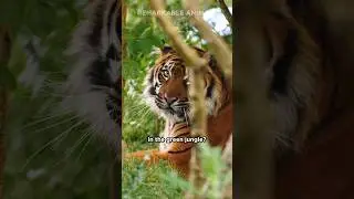 Why Tigers are Orange 🐯