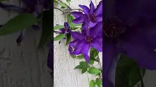 Клематис «Президент», а ти сій квіти #клематис #clematis # #клематиспрезидент