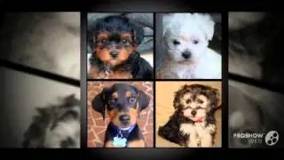 Yorkieton Dog breed