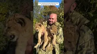 ferocious lion cubs are cared for and raised by a man..