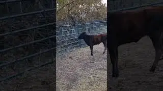 la Ruperta casi trilla a mi hijo