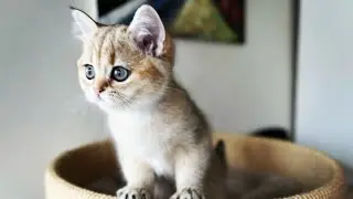 Паша накупил Барни вкусняшек🐕‍🦺А кошкам не чего😿Осталась одна🐱все по немногу😻Olga Kirchgessner