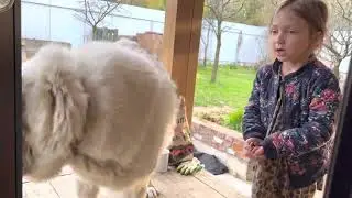 Дети играют с алабаем