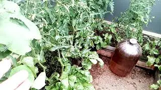 Огурцы и помидоры хорошие соседи в одной теплице