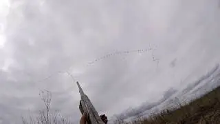 Гусиный налет, весна 2018