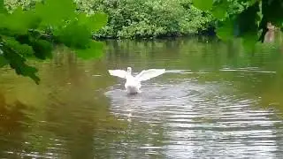 Купающийся лебедь