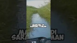Spot Tepat Disarang Toman | Casting Toman #castingtoman #fishing #mancing