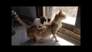 「絶対に笑う」あり得ないことをする犬★おもしろい犬のハプニング, 失敗画像集 #38