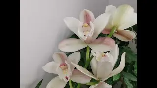 Cymbidium. Flowering, transplanting, basic care.