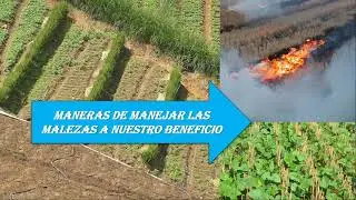 Maneras de manejar las malezas a nuestro beneficio