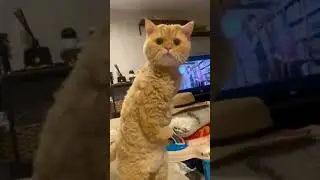 pitching cats