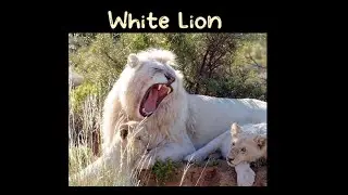 White Lion | Hungry Lion #lion #safari #king